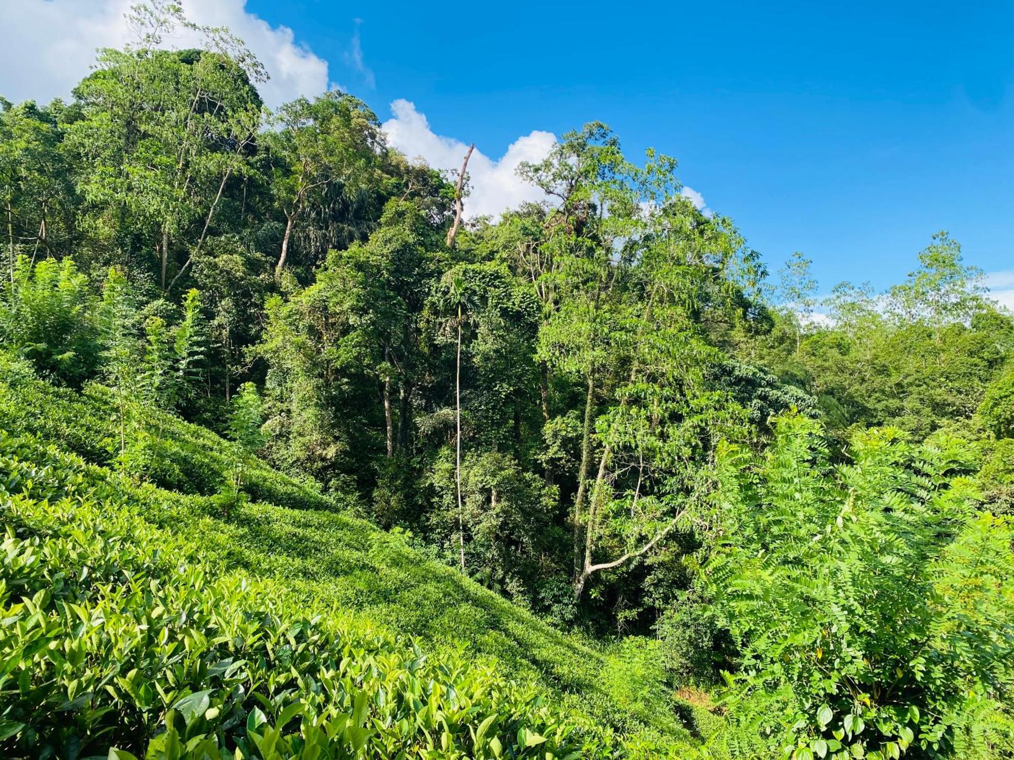 Rainforest Mount Lodge 代尼耶耶 外观 照片