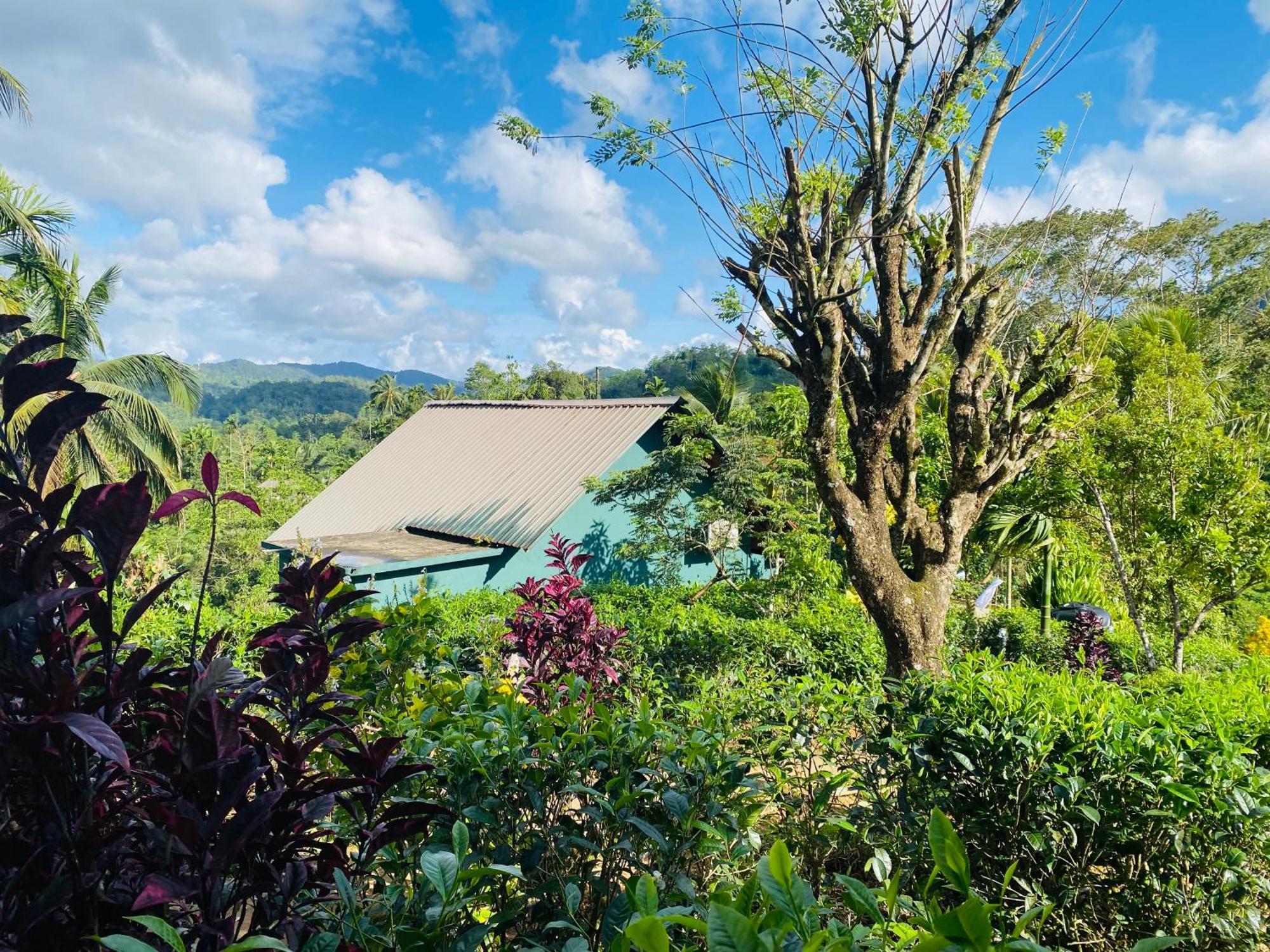 Rainforest Mount Lodge 代尼耶耶 外观 照片