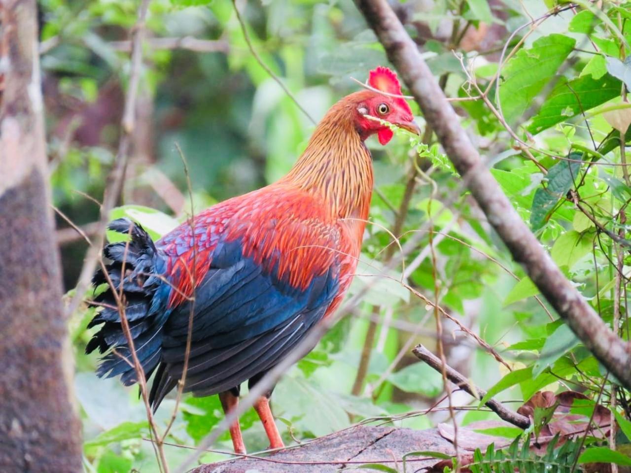 Rainforest Mount Lodge 代尼耶耶 外观 照片